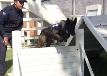 Agrupamiento de Equinos y Caninos se especializa en detección de narcóticos y explosivos: SSP