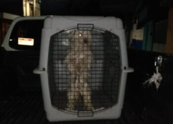 Rescata FGE  en Lomas de Guayangereo, a tres ejemplares caninos víctimas de maltrato animal