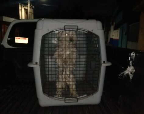 Rescata FGE  en Lomas de Guayangereo, a tres ejemplares caninos víctimas de maltrato animal