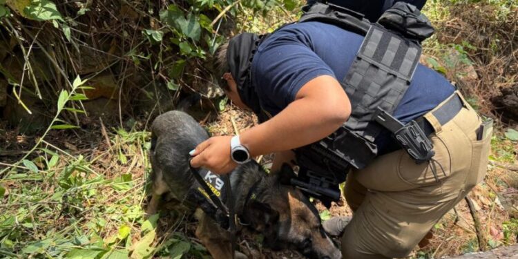 Realiza FGE búsqueda forense en Ziracuaretiro; localizan restos óseos humanos
