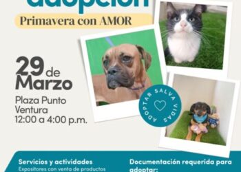 El IMPA invita a la Jornada de adopción “Primavera con amor”