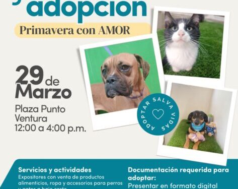 El IMPA invita a la Jornada de adopción “Primavera con amor”