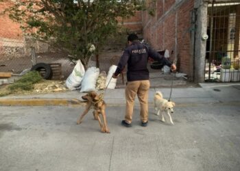 Asegura FGE a dos caninos víctimas de maltrato animal en La Piedad