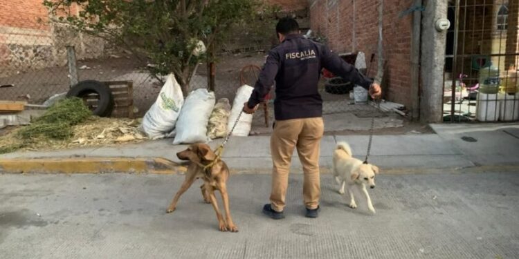 Asegura FGE a dos caninos víctimas de maltrato animal en La Piedad