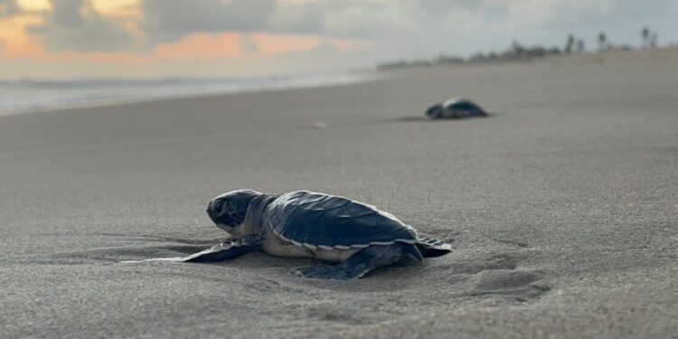 Aún estás a tiempo para ir a liberar tortugas en las playas de Michoacán
