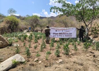SSP y Defensa refuerzan operativos en Huetamo, destruyen más de 14 mil plantas de marihuana
