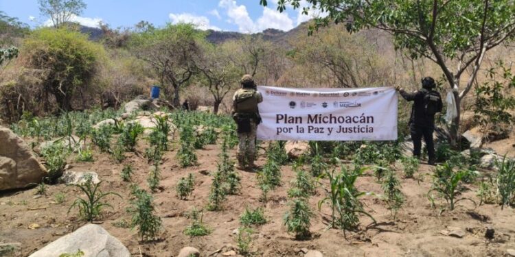SSP y Defensa refuerzan operativos en Huetamo, destruyen más de 14 mil plantas de marihuana
