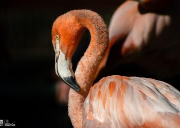 Más de 70 flamencos engalanan el Zoológico de Morelia ¡Ve a conocerlos!