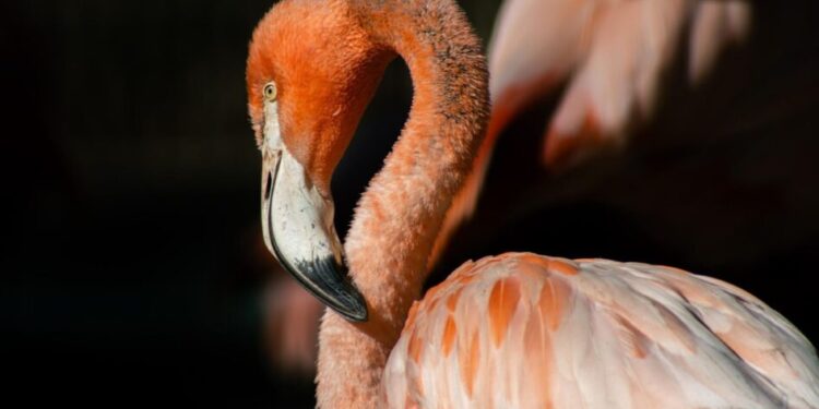 Más de 70 flamencos engalanan el Zoológico de Morelia ¡Ve a conocerlos!