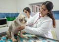 Licenciatura en medicina veterinaria y zootecnia busca refrendar su calidad; está en proceso de reacreditación