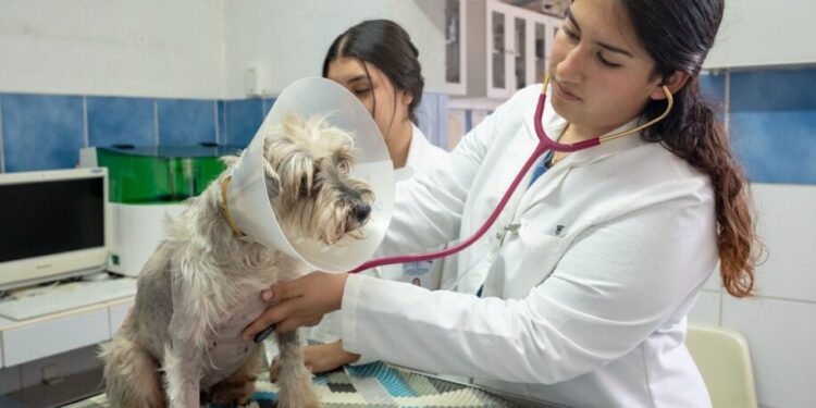 Licenciatura en medicina veterinaria y zootecnia busca refrendar su calidad; está en proceso de reacreditación