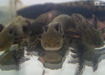 Zoológico de Morelia llevará ciencia para el rescate del ajolote a EE.UU.