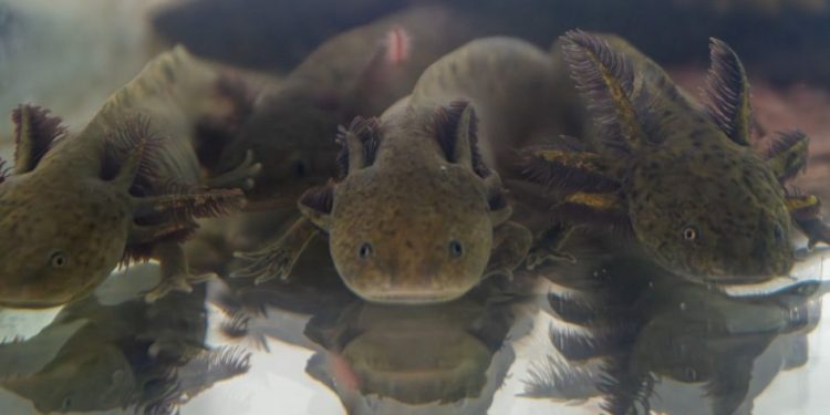 Zoológico de Morelia llevará ciencia para el rescate del ajolote a EE.UU.