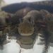 Zoológico de Morelia llevará ciencia para el rescate del ajolote a EE.UU.