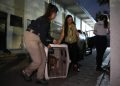 Rescata FGE a dos caninos víctimas de maltrato y abandono, en Morelia