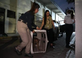 Rescata FGE a dos caninos víctimas de maltrato y abandono, en Morelia