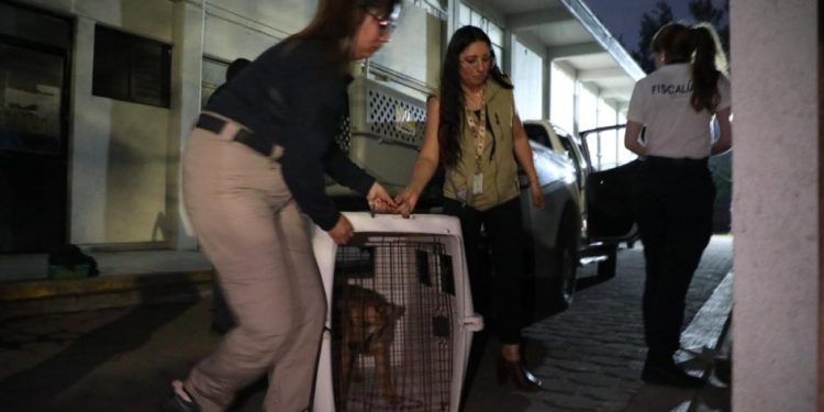 Rescata FGE a dos caninos víctimas de maltrato y abandono, en Morelia