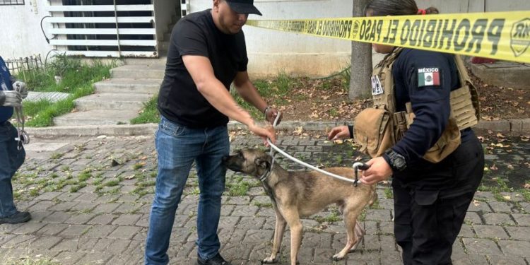 Colaboran IMPA y FGE por el bien animal