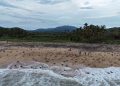Michoacán, destino donde tres especies de tortuga marina eligen la vida