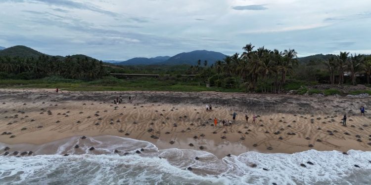 Michoacán, destino donde tres especies de tortuga marina eligen la vida